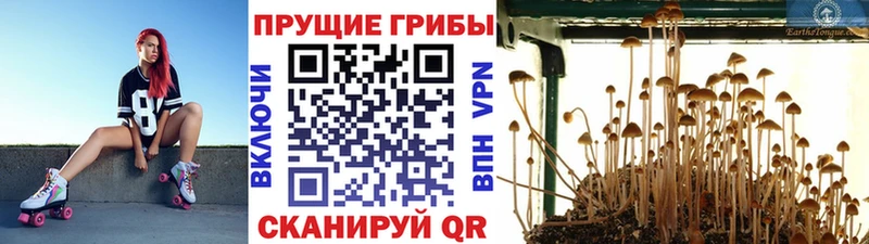 Галлюциногенные грибы Cubensis  закладки  МЕГА ССЫЛКА  Белореченск 